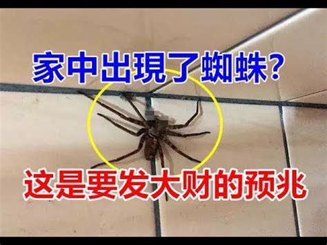 蜘蛛出現在家裡 楊珏峰